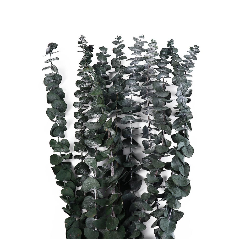 10 Pcs Real Leaves Hanging Dri - Eucalyptus Preserved recension och pris