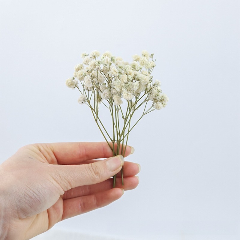 50pcs Natural Dried Gypsophila - Florist Supply Vases recension och pris